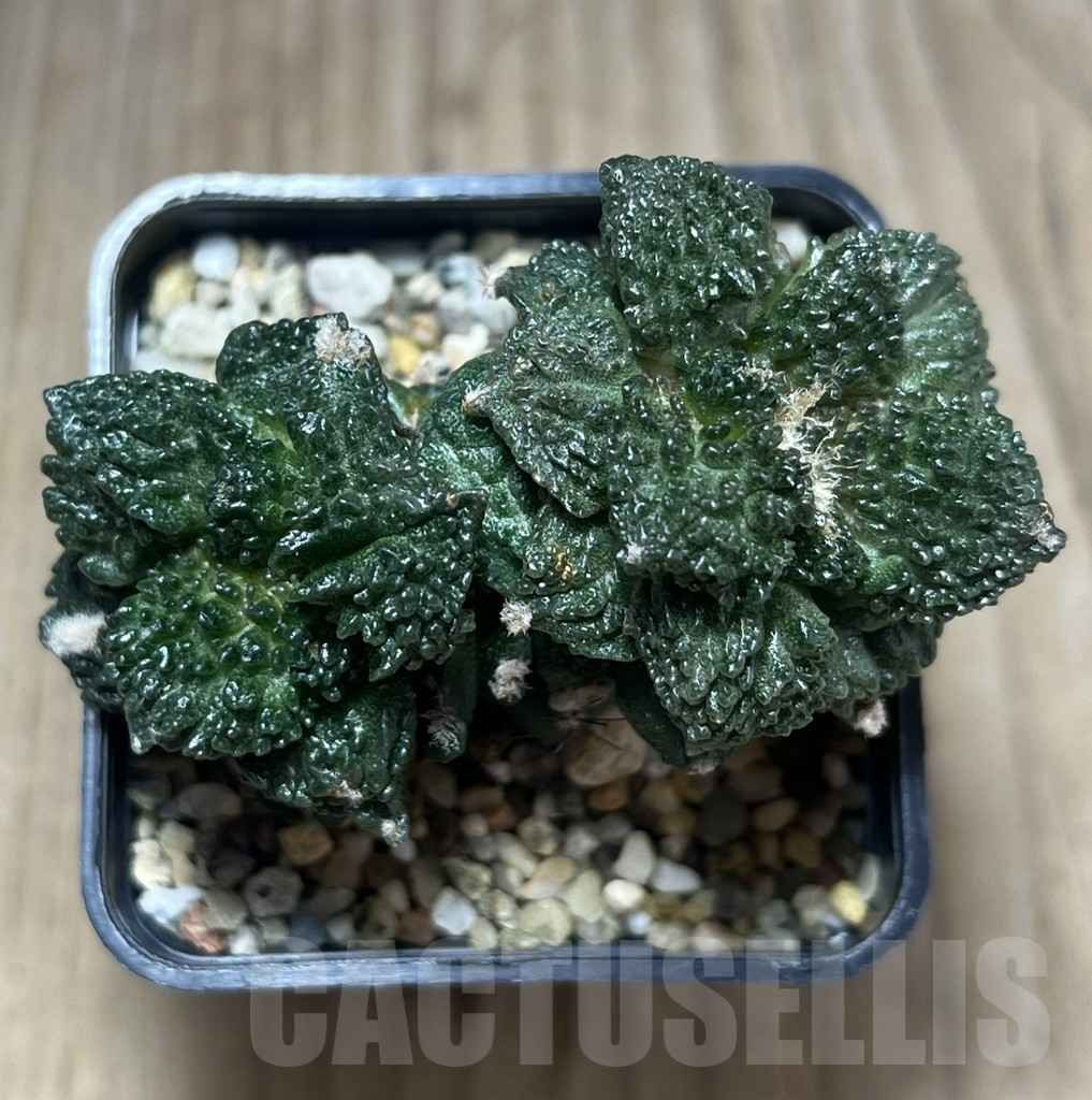 SHPR29570 Ariocarpus fissuratus “Godzilla” , grafted - immagine 2