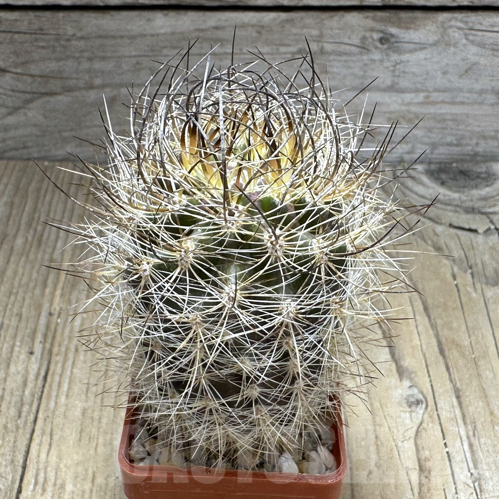 SHPR29217 Neoporteria nidus f. senilis ex MG 1034.2