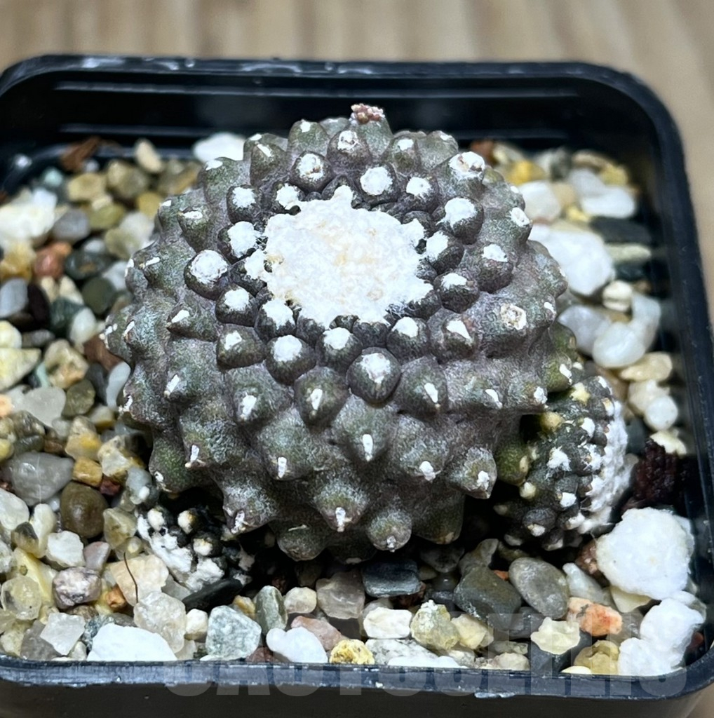 SHPR29571 Copiapoa tenuissima f. monstruosa