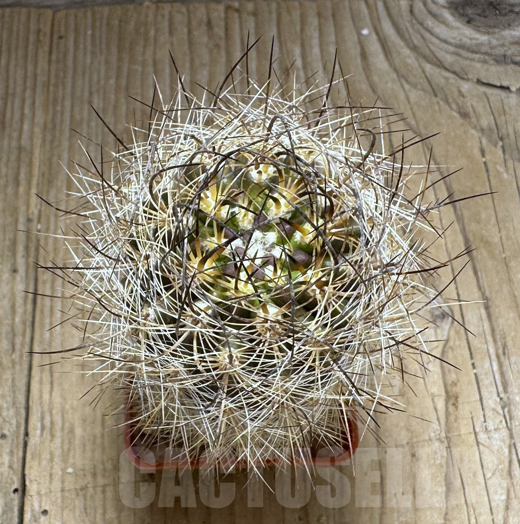 SHPR29217 Neoporteria nidus f. senilis ex MG 1034.2 - Image 2