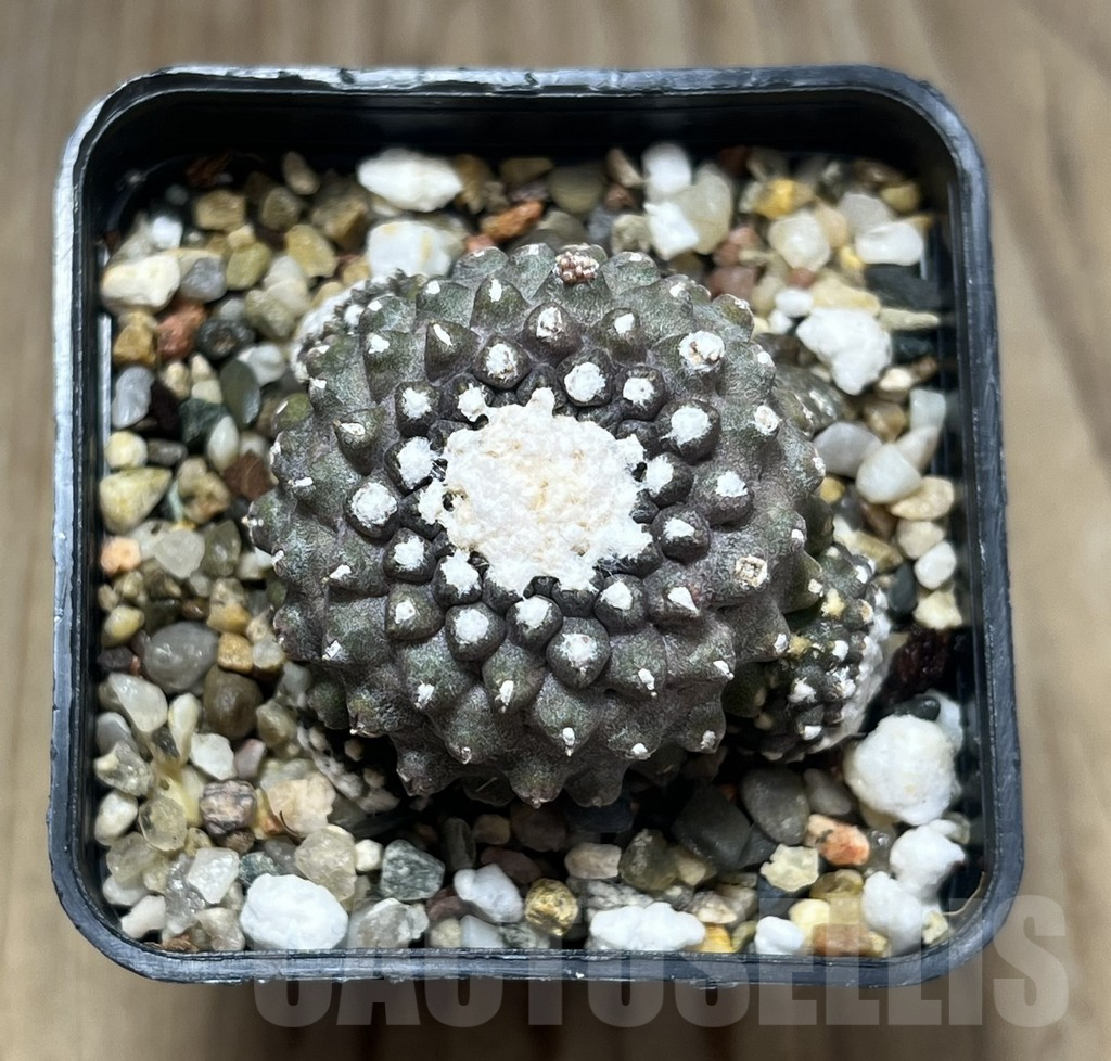 SHPR29571 Copiapoa tenuissima f. monstruosa - immagine 2