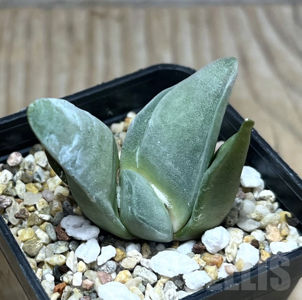 SHPR29572 Ariocarpus retusus ‘Kuriharo’, own roots