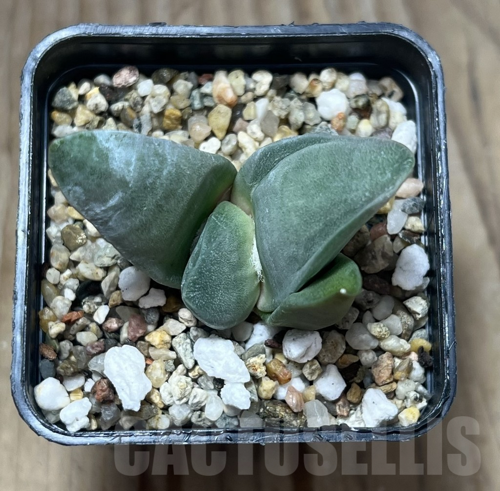 SHPR29572 Ariocarpus retusus ‘Kuriharo’, own roots - immagine 2