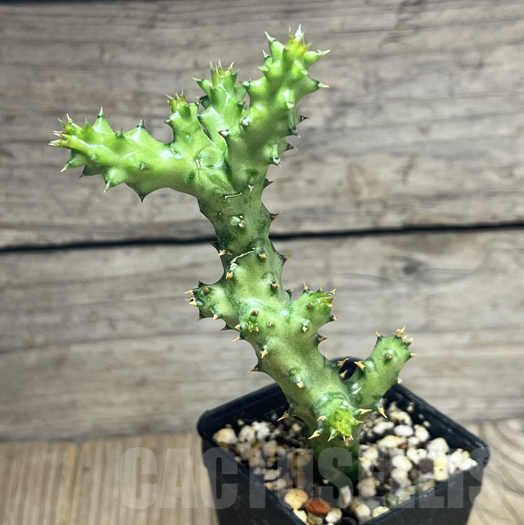 SHPR29574 Edithcolea grandis - Imagen 2