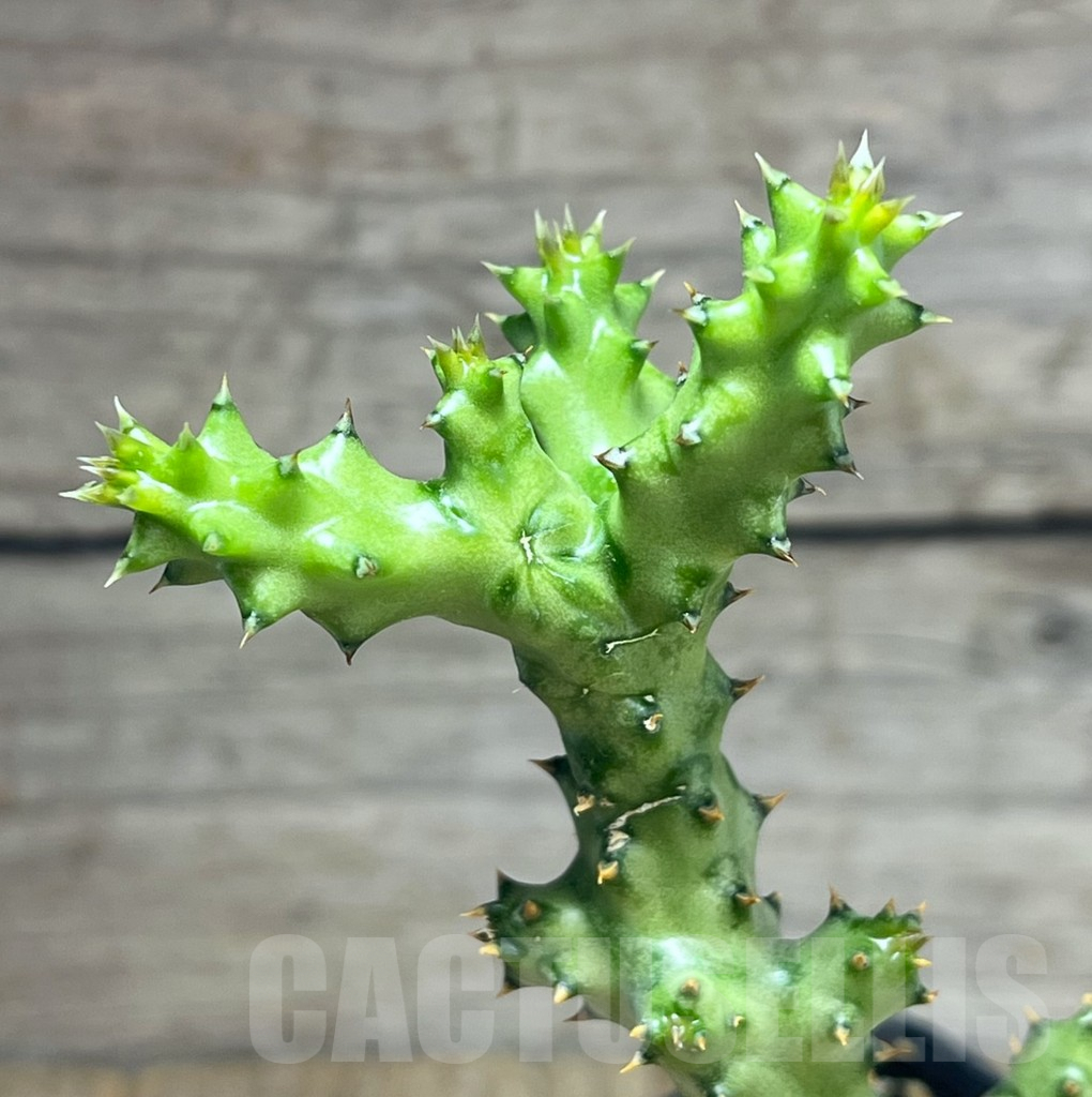 SHPR29574 Edithcolea grandis