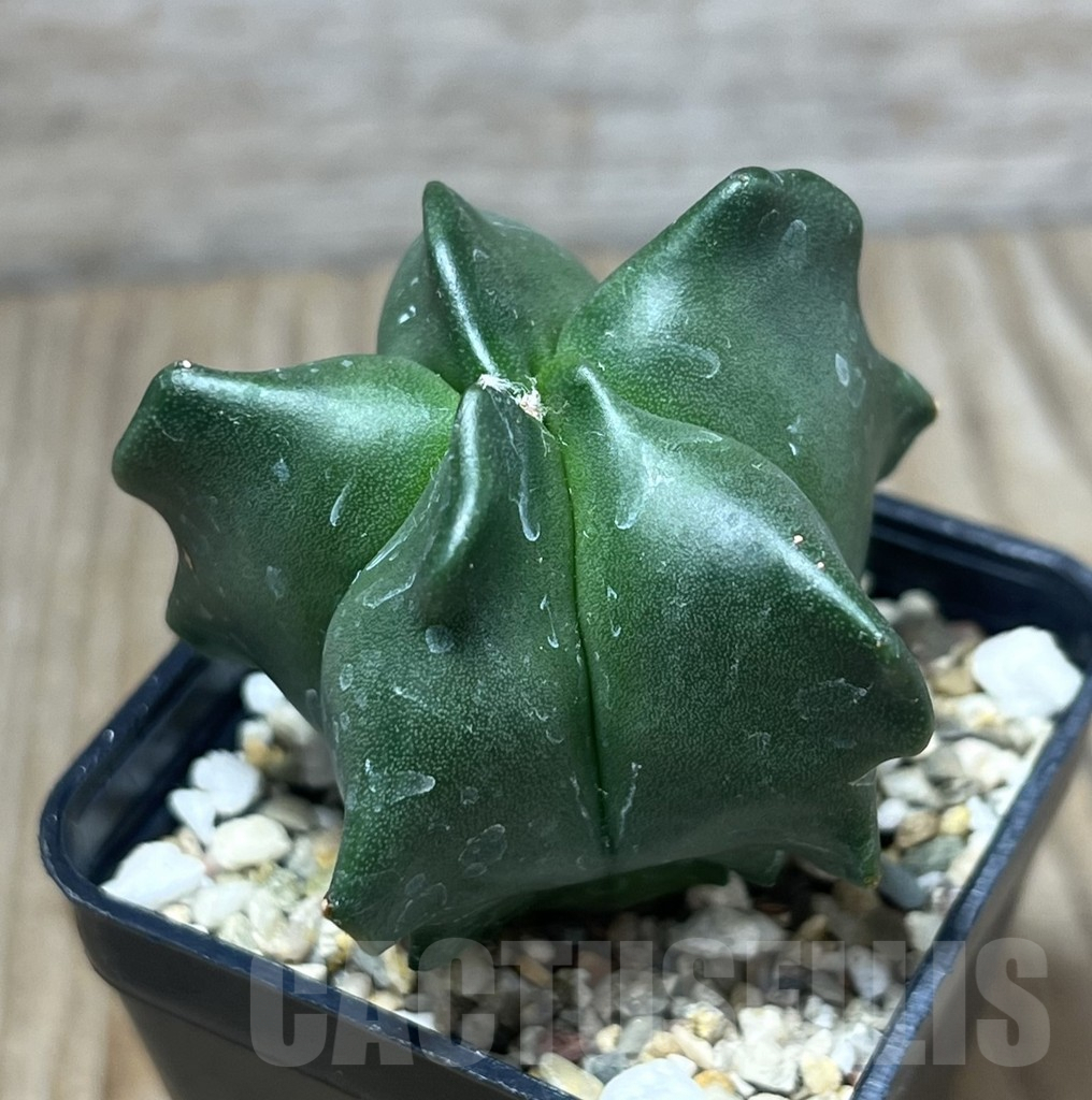 SHPR29576 Astrophytum myriostigma ‘Kikko’