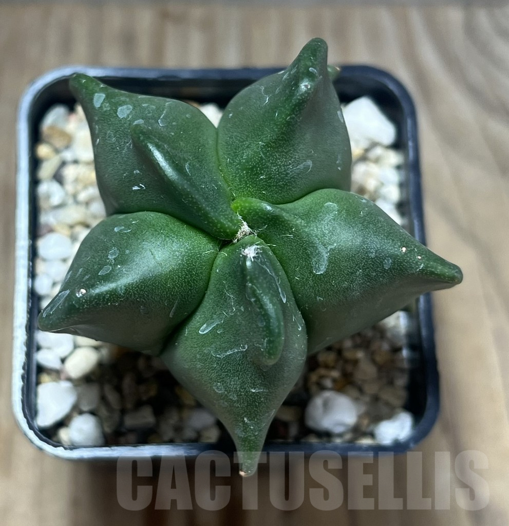 SHPR29576 Astrophytum myriostigma ‘Kikko’ - Image 2