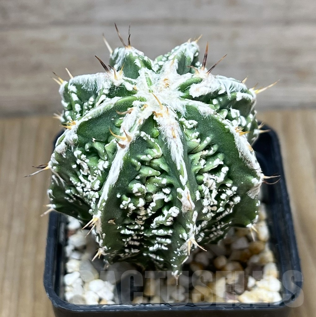 SHPR10221 Astrophytum ornatum cv. Fukuryu, own roots