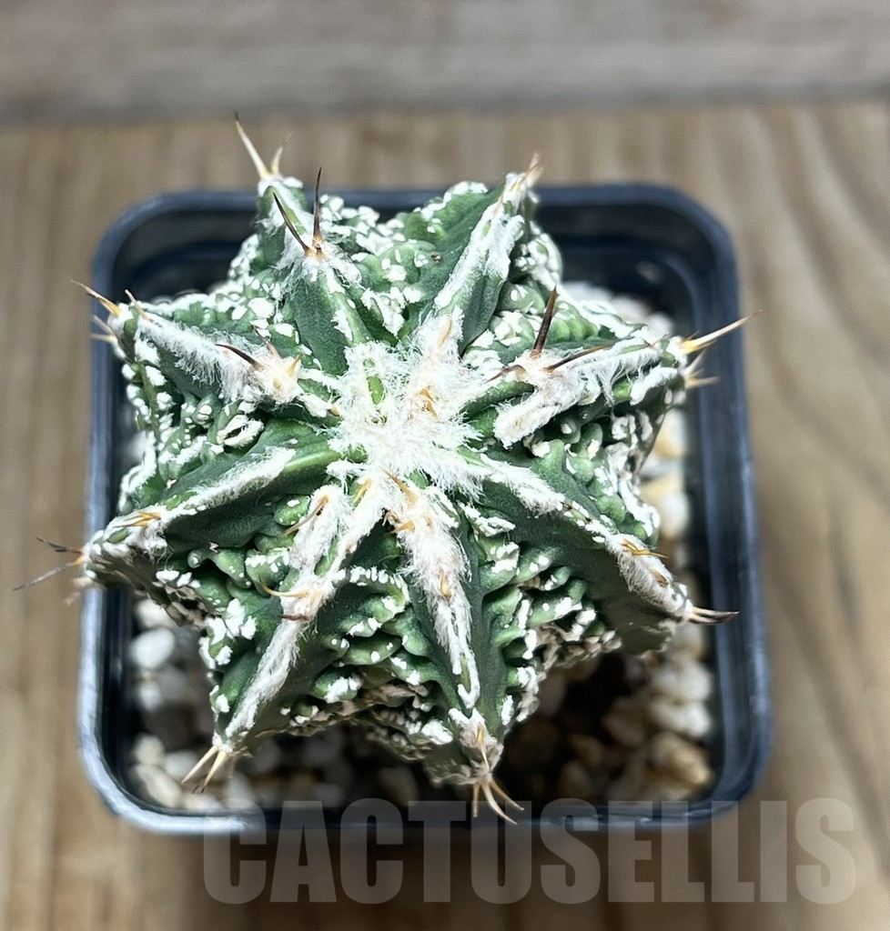 SHPR10221 Astrophytum ornatum cv. Fukuryu, own roots - Image 2