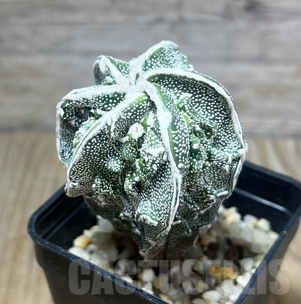 SHPR10213 Astrophytum myriostigma cv. Fukuryu, own roots - Image 2