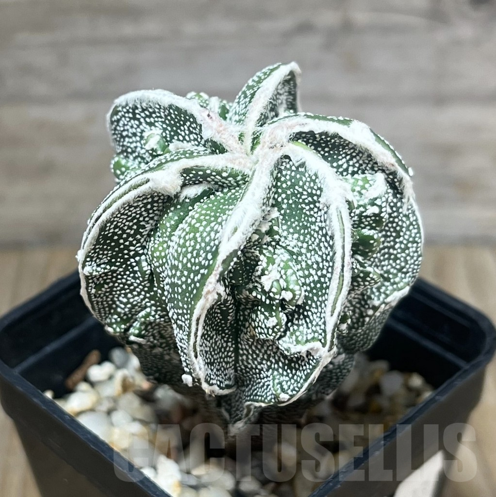 SHPR10213 Astrophytum myriostigma cv. Fukuryu, own roots