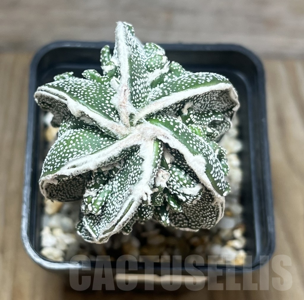 SHPR10213 Astrophytum myriostigma cv. Fukuryu, own roots - Image 3