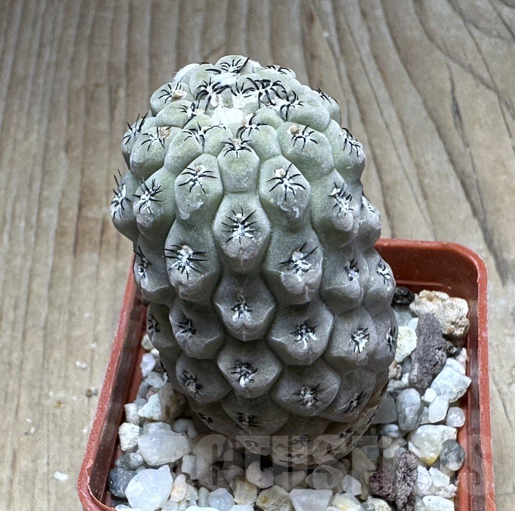 SHPR29226 Thelocephala napina