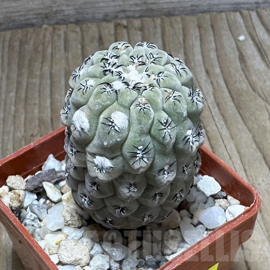 SHPR29226 Thelocephala napina – Image 2