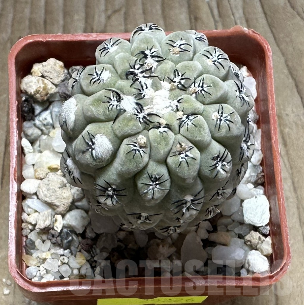 SHPR29226 Thelocephala napina – Image 3