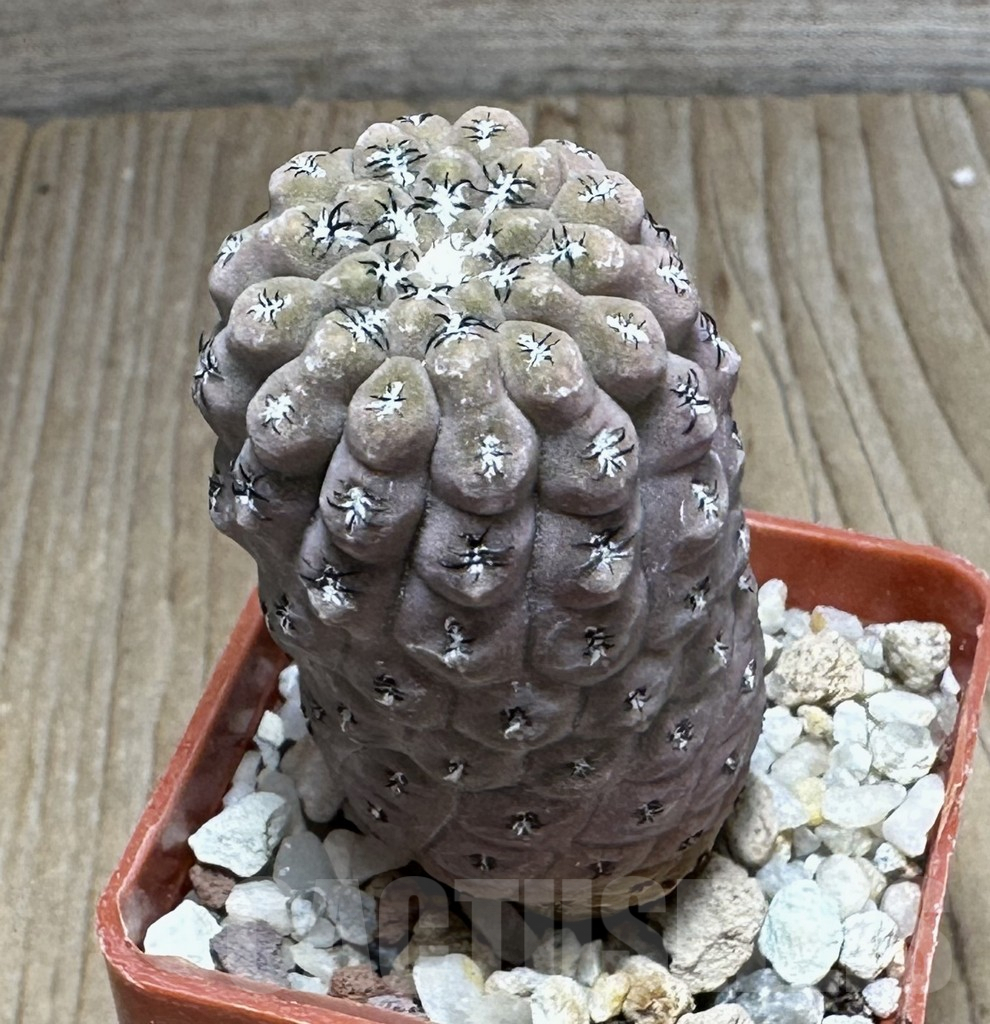 SHPR29227 Thelocephala napina