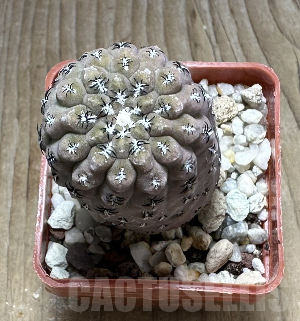 SHPR29227 Thelocephala napina – Image 2