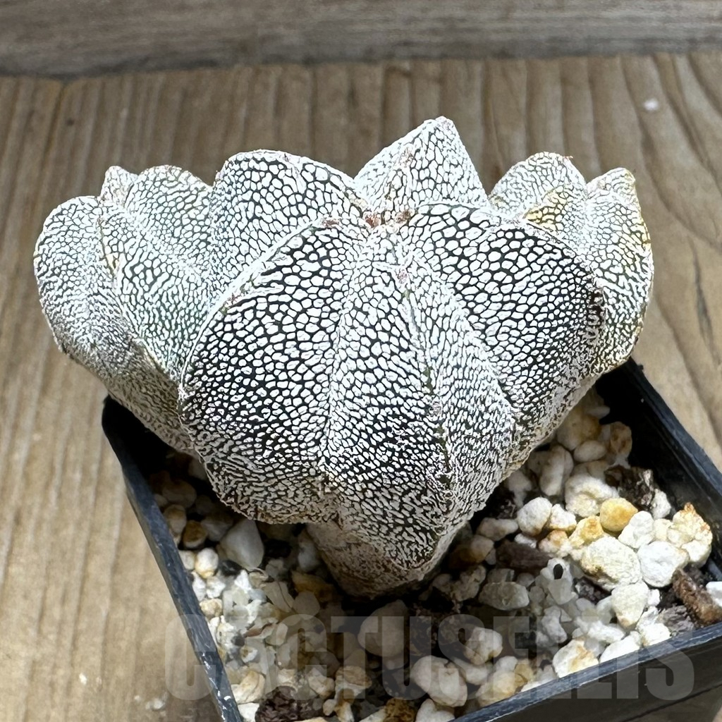 SHPR29230 Astrophytum myriostigma ‘Onzuka’