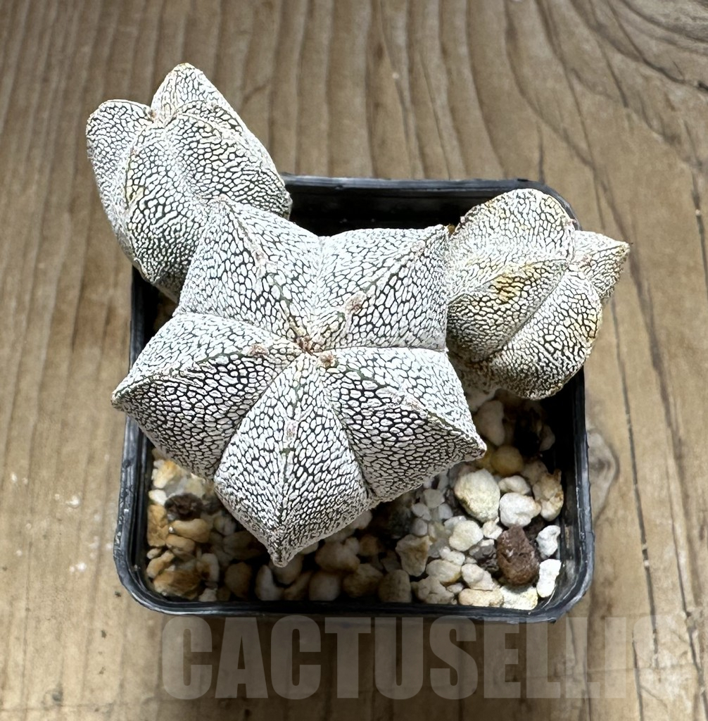 SHPR29230 Astrophytum myriostigma ‘Onzuka’ – Image 2