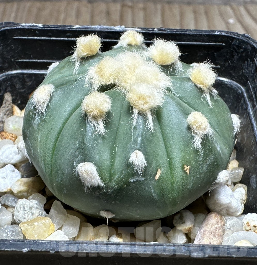 SHPR29232 Astrophytum asterias ‘Ooibo’ - Image 2