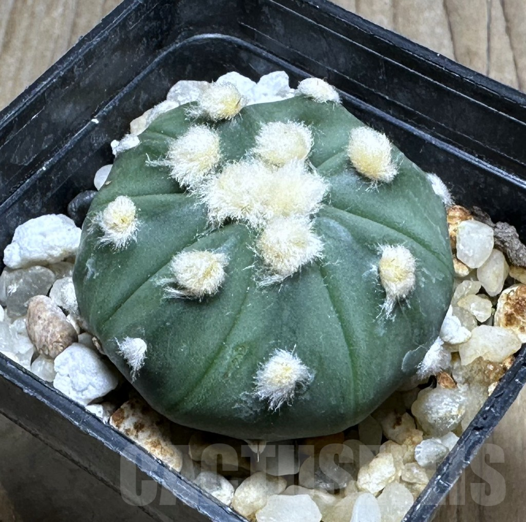 SHPR29232 Astrophytum asterias ‘Ooibo’