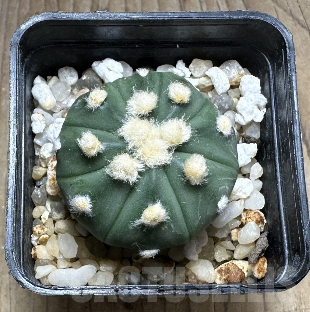 SHPR29232 Astrophytum asterias ‘Ooibo’ - Image 3