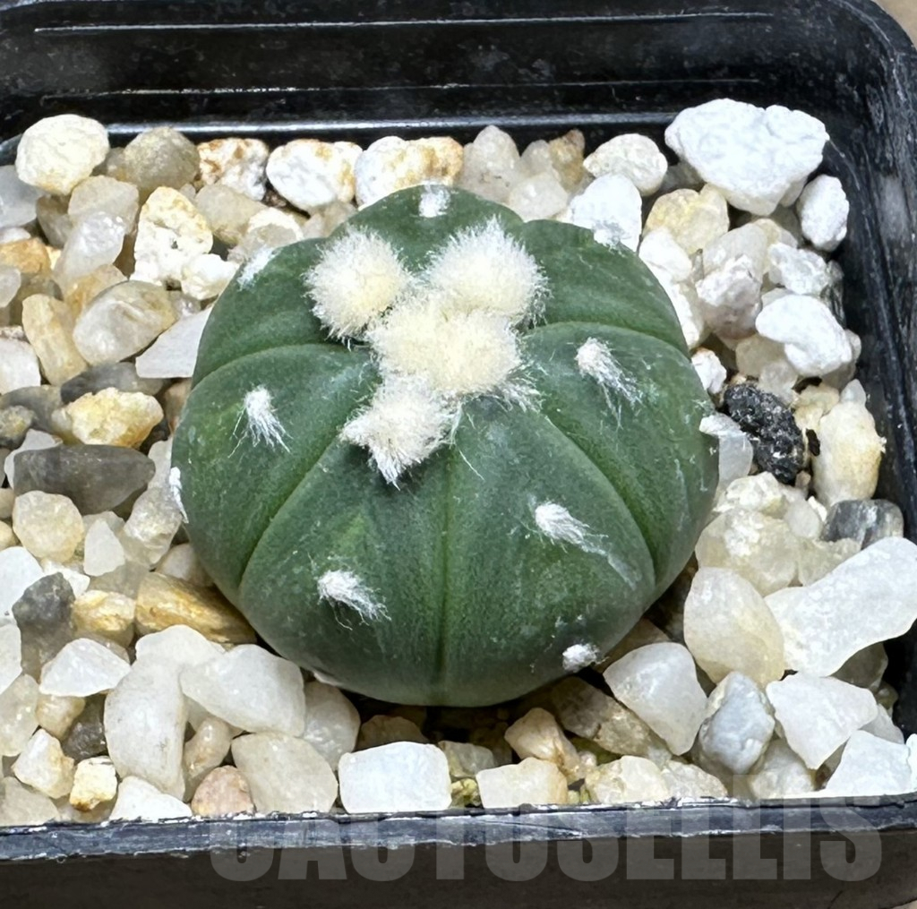 SHPR29234 Astrophytum asterias ‘Ooibo’