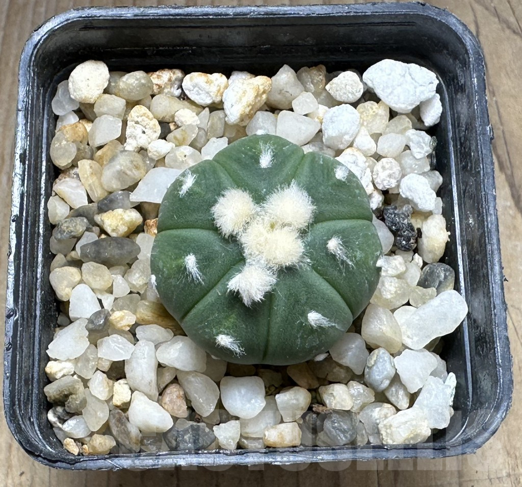 SHPR29234 Astrophytum asterias ‘Ooibo’ - Image 2