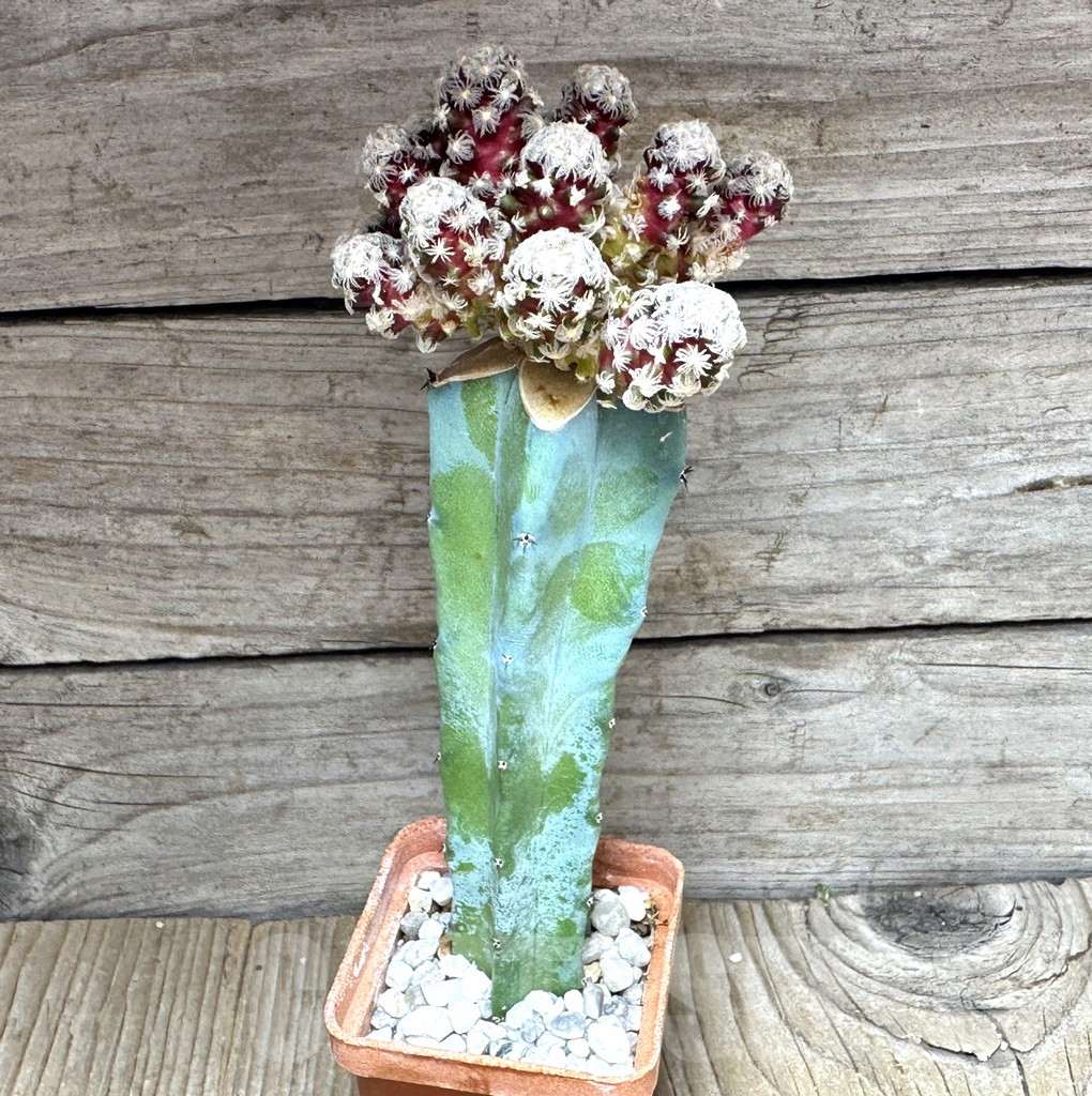 SHPR29236 Mammillaria theresae v. minima ‘Red Body’,grafting - Image 2