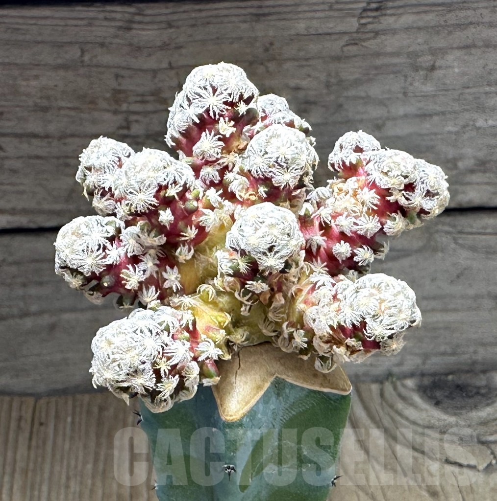 SHPR29236 Mammillaria theresae v. minima ‘Red Body’,grafting