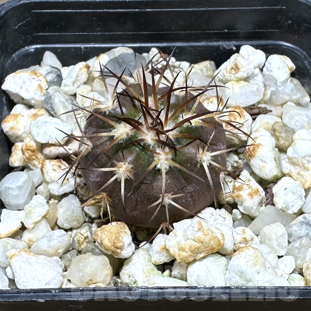 SHPR29237 Discocactus subviridigriseus MV 438