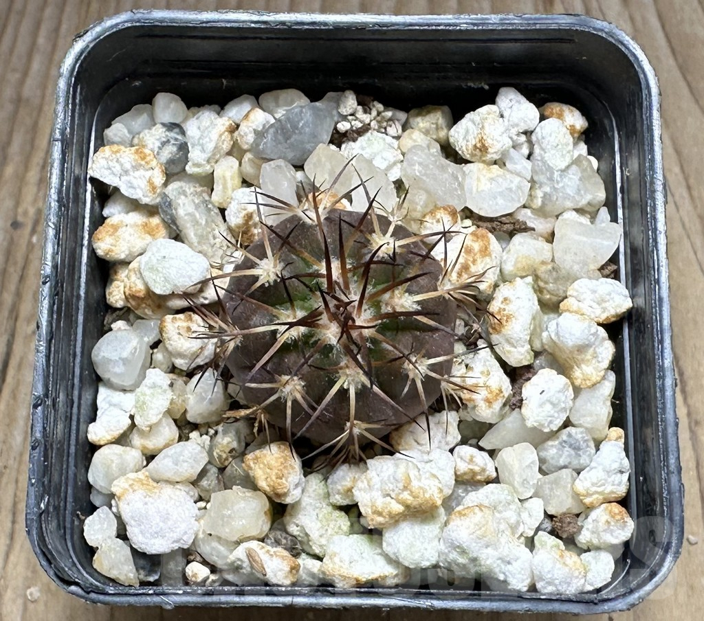 SHPR29237 Discocactus subviridigriseus MV 438 - Image 2