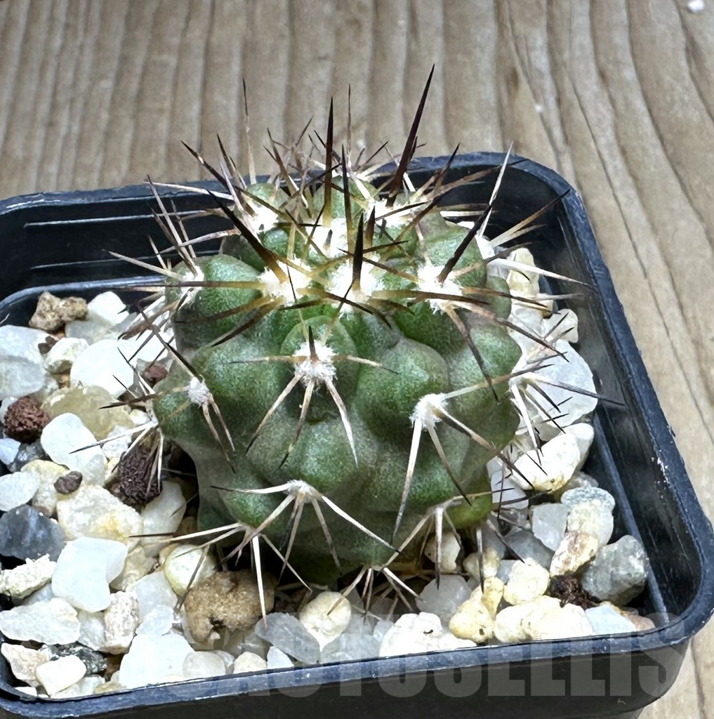 SHPR29238 Copiapoa coquimbana v. armata