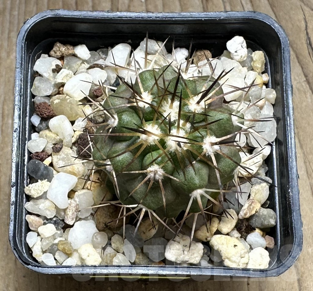 SHPR29238 Copiapoa coquimbana v. armata - Image 2