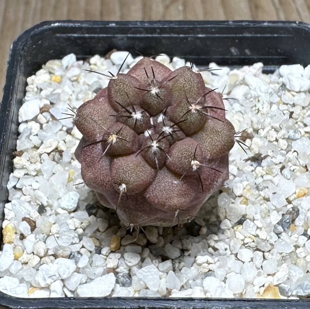 SHPR29242 Copiapoa marginata