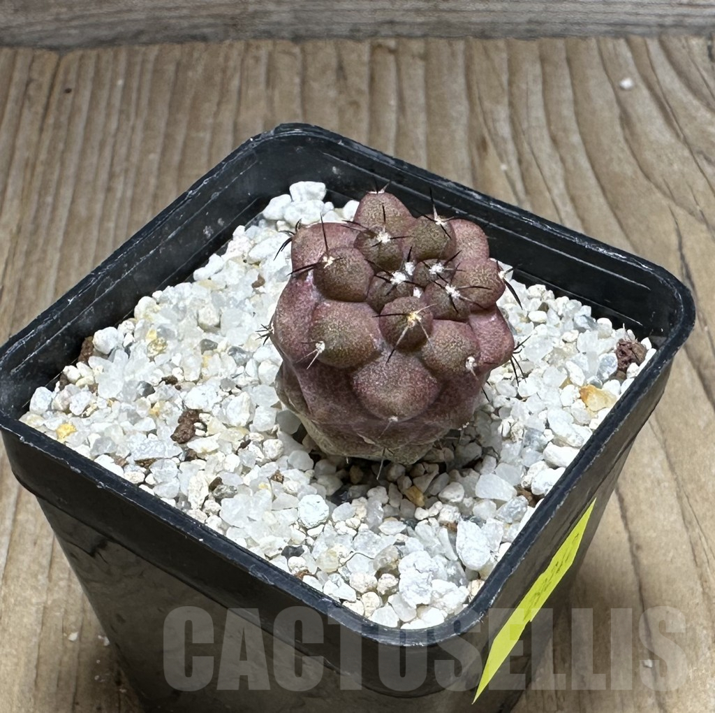 SHPR29242 Copiapoa marginata - Imagen 2