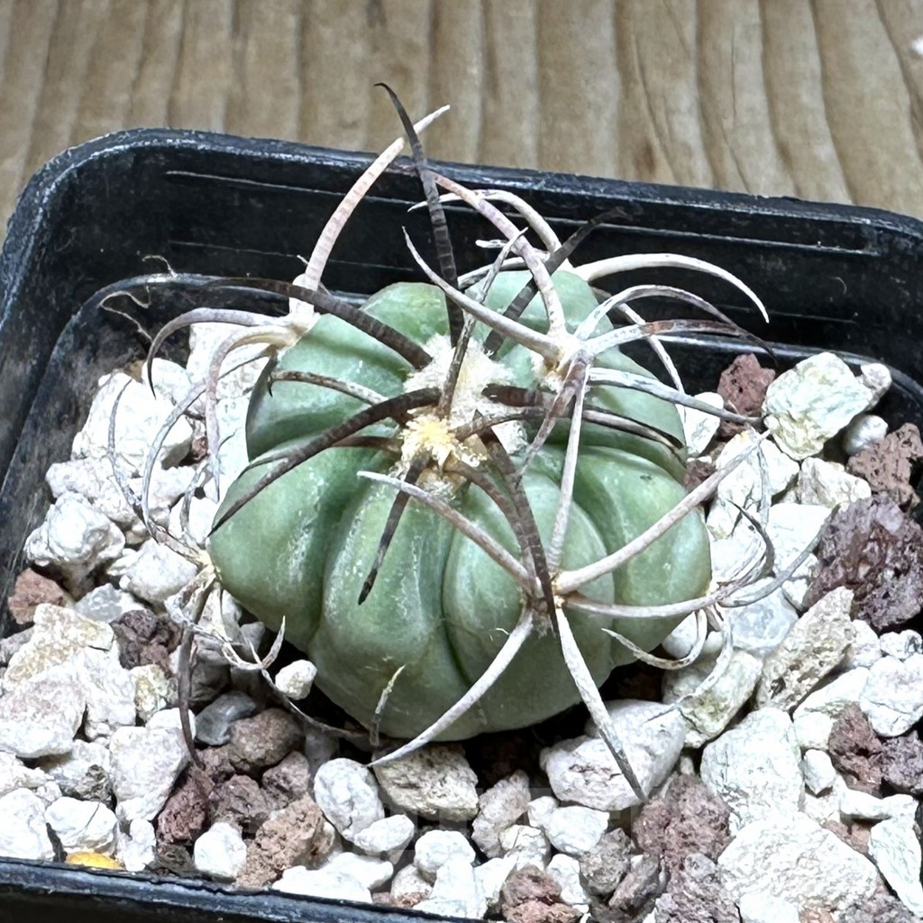 SHPR29244 Echinocactus horizonthalonius