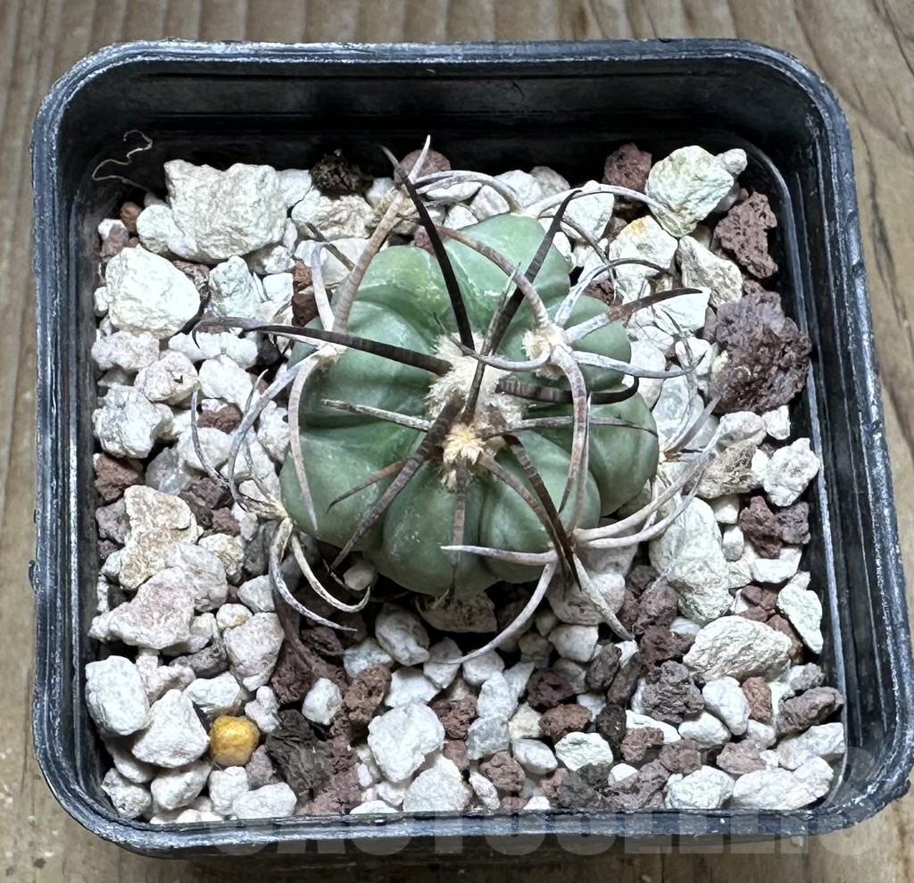 SHPR29244 Echinocactus horizonthalonius - Imagen 2