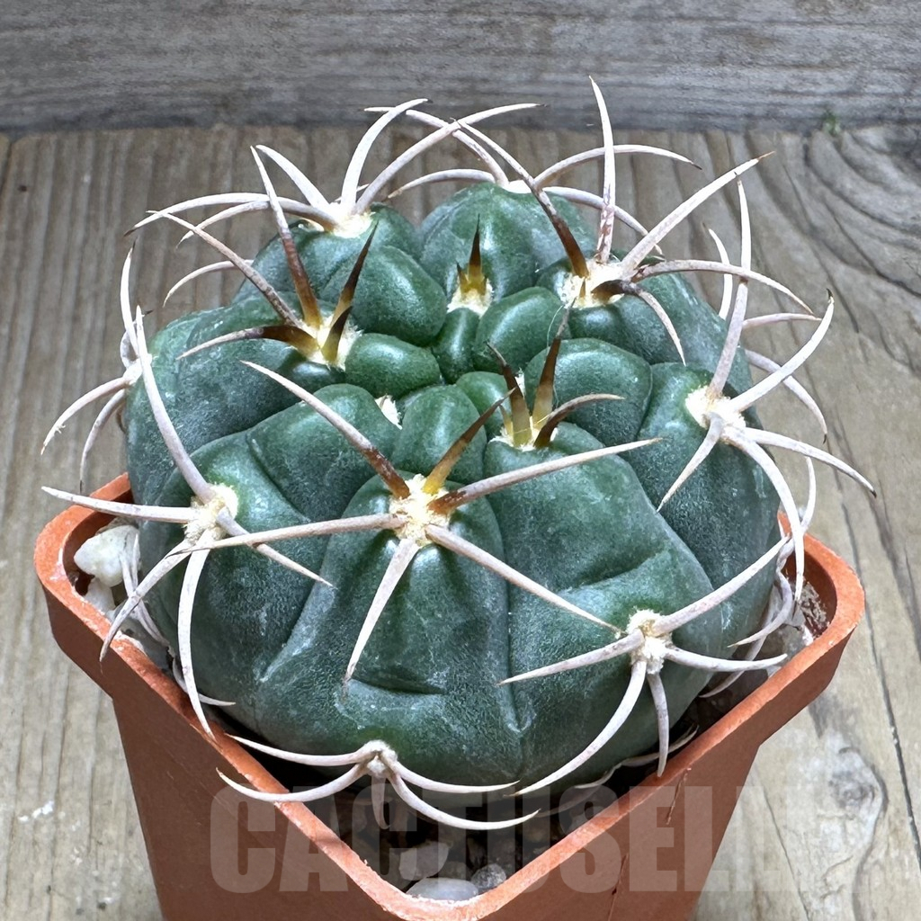 SHPR29246 Gymnocalycium tillianum