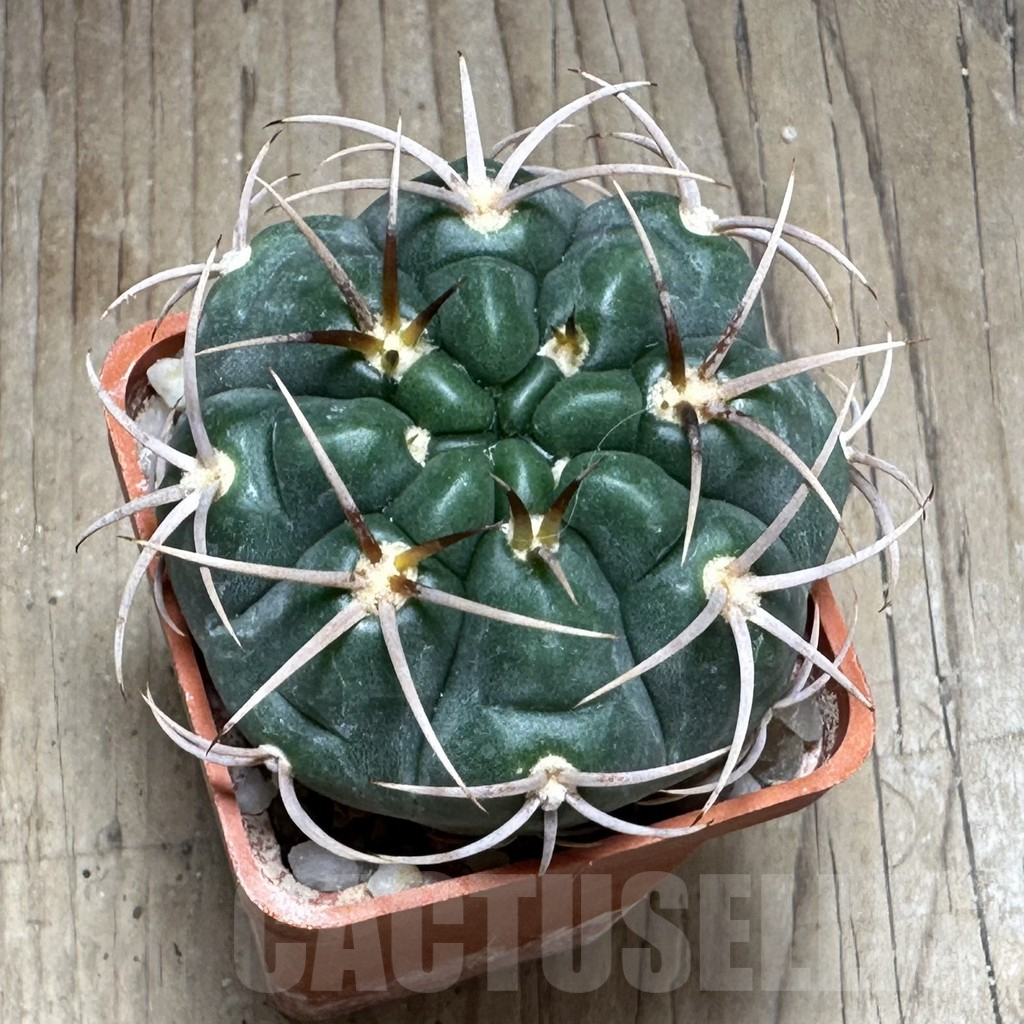 SHPR29246 Gymnocalycium tillianum - Obrázek 2