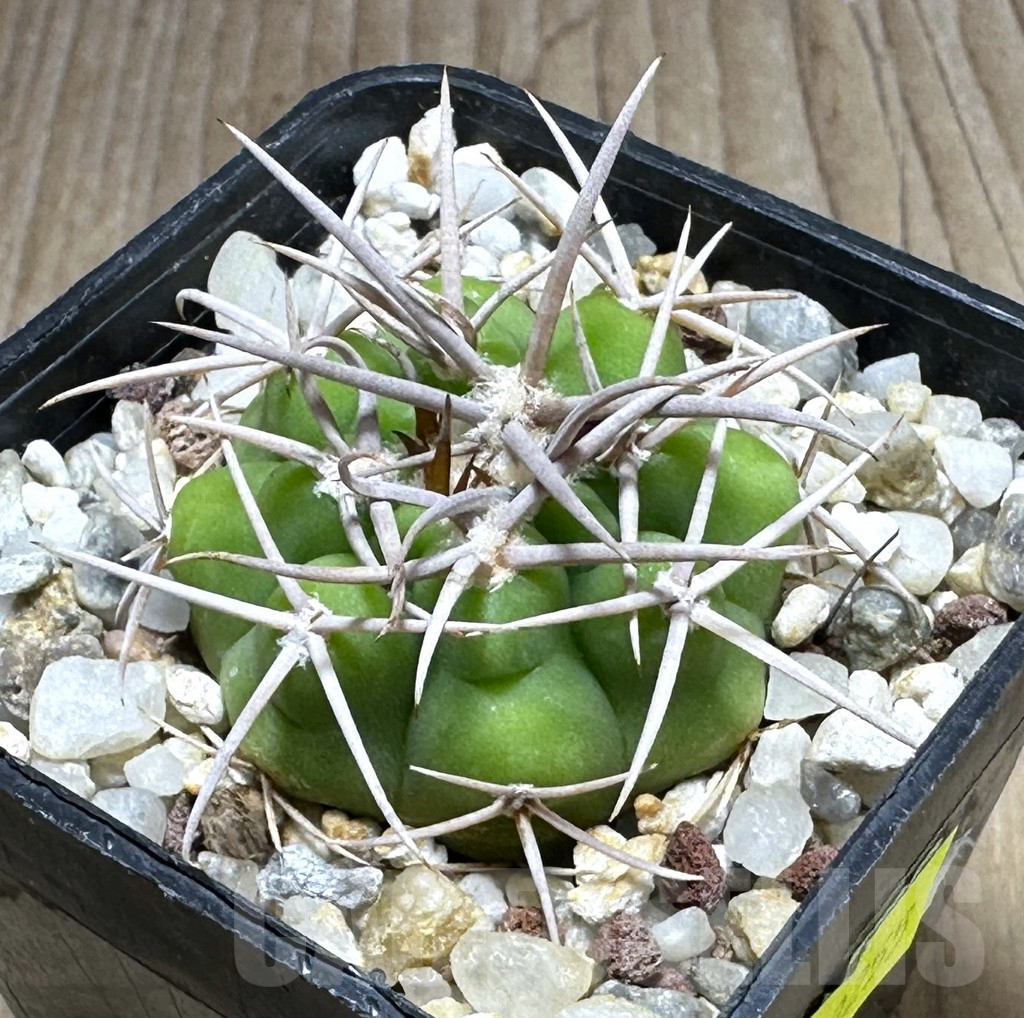 SHPR29255 Gymnocalycium ferox