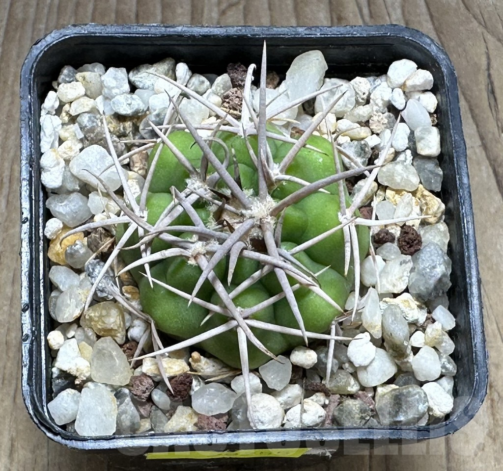 SHPR29255 Gymnocalycium ferox - Image 2
