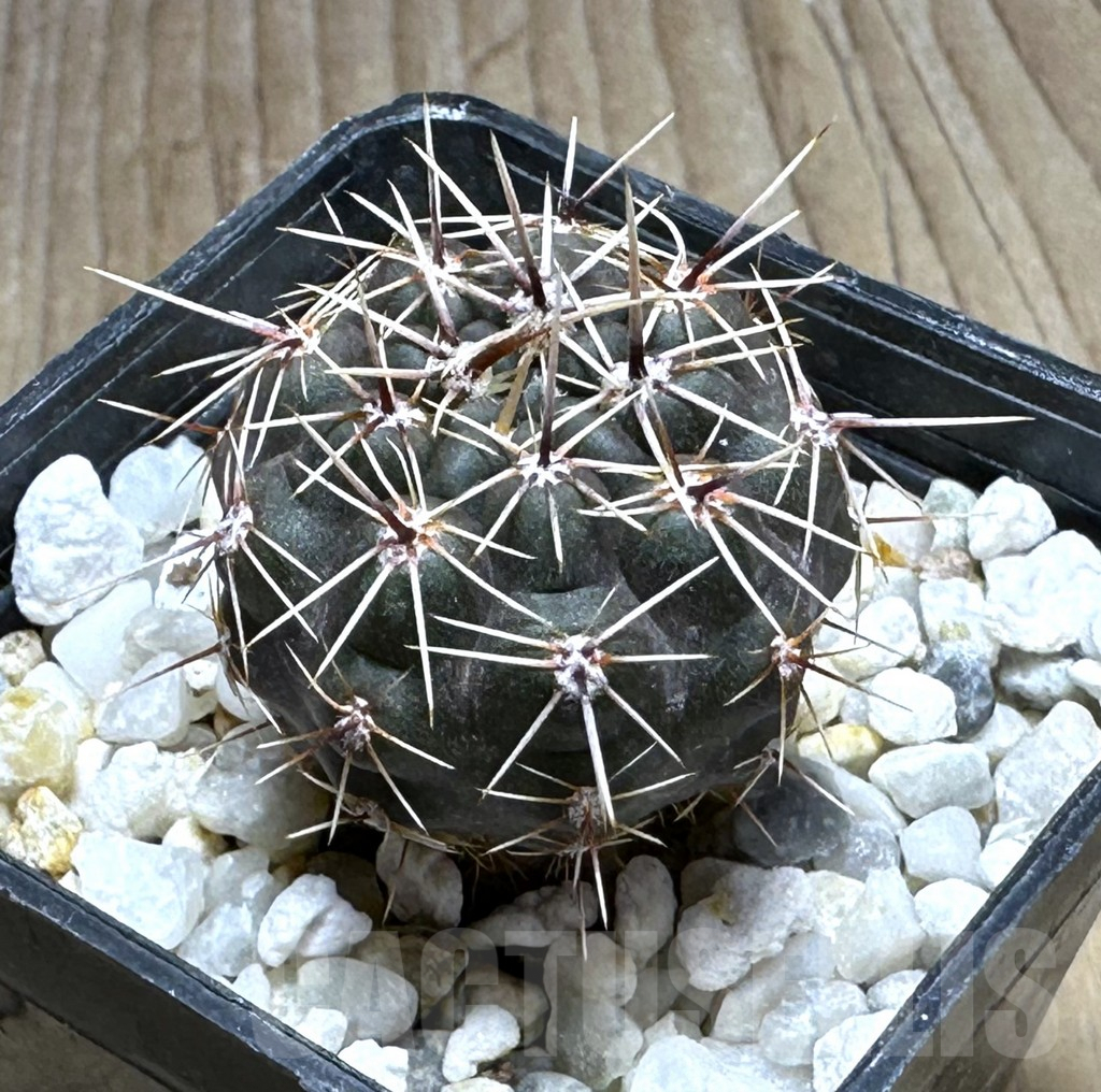 SHPR29257 Gymnocalycium gibbosum v. ventanicola P94