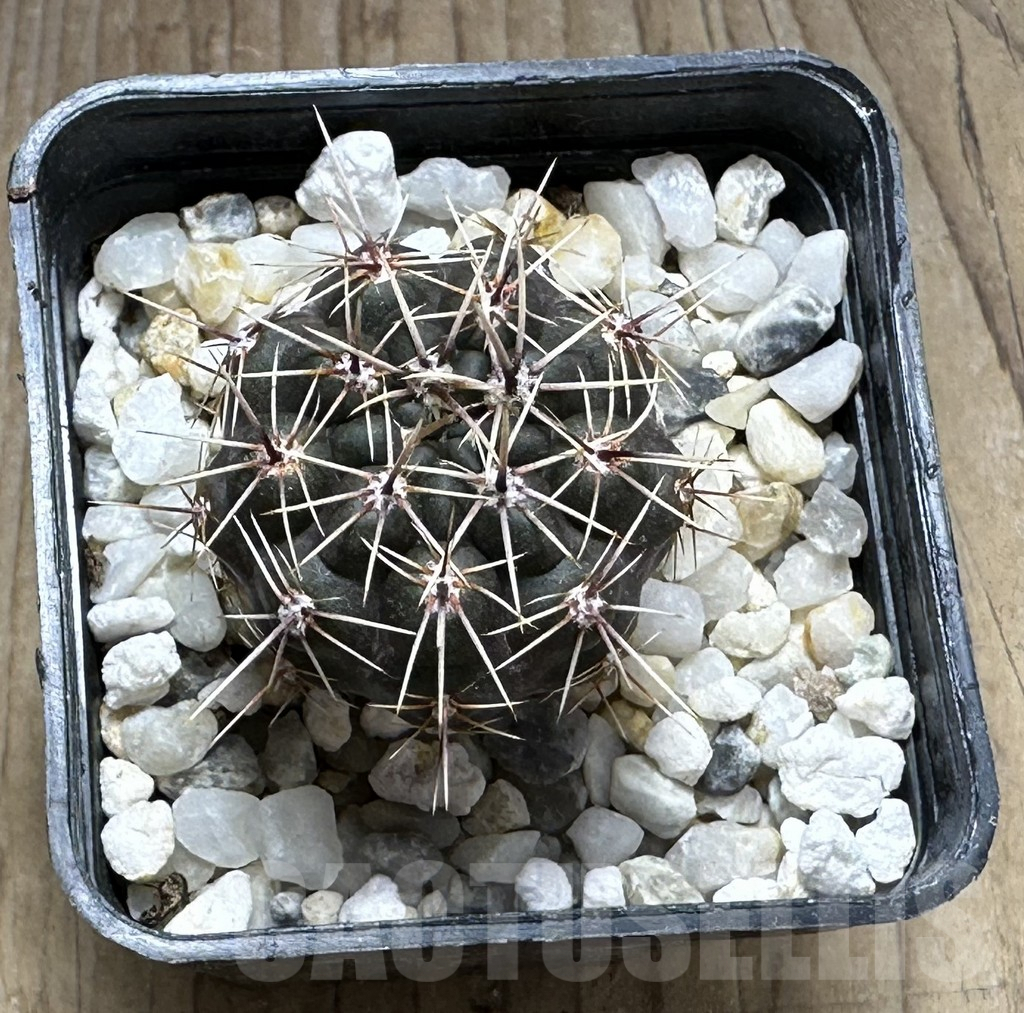 SHPR29257 Gymnocalycium gibbosum v. ventanicola P94 - Image 2
