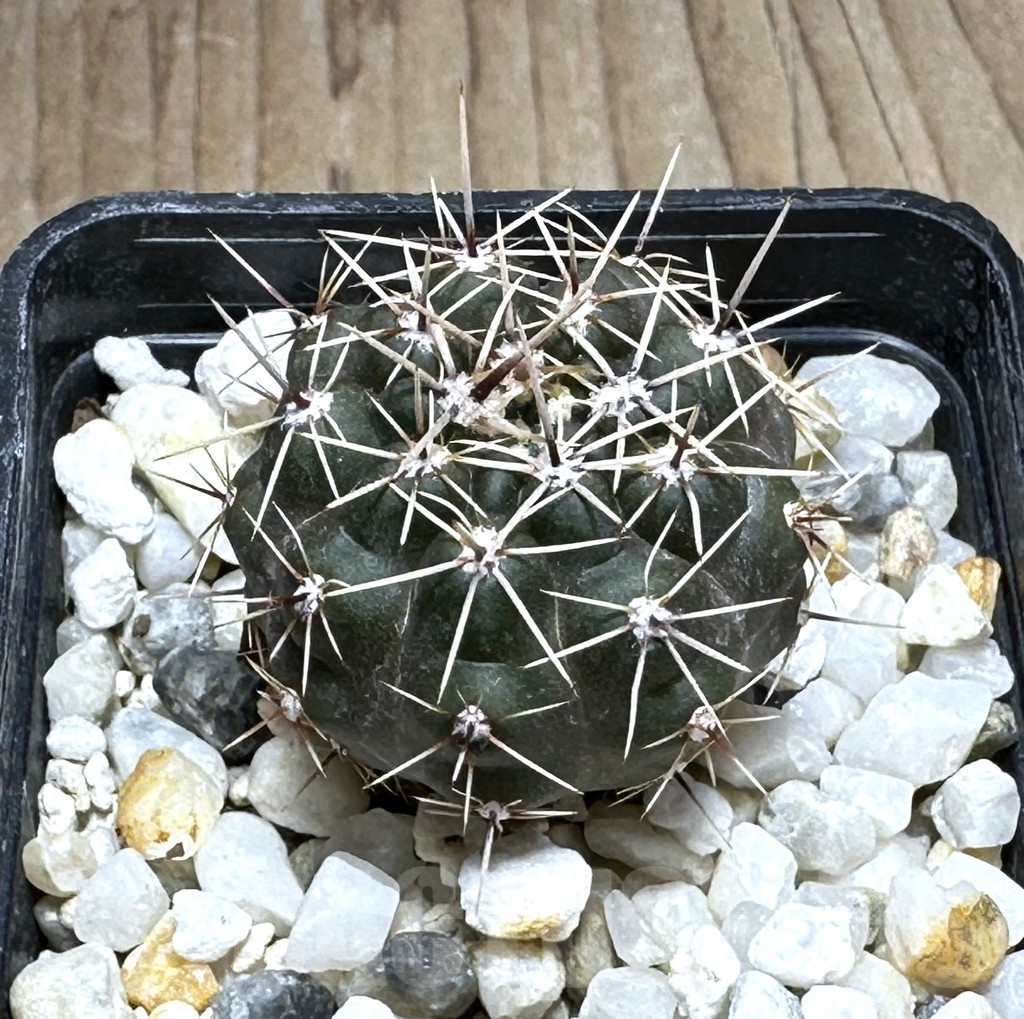 SHPR29258 Gymnocalycium gibbosum v. ventanicola P94