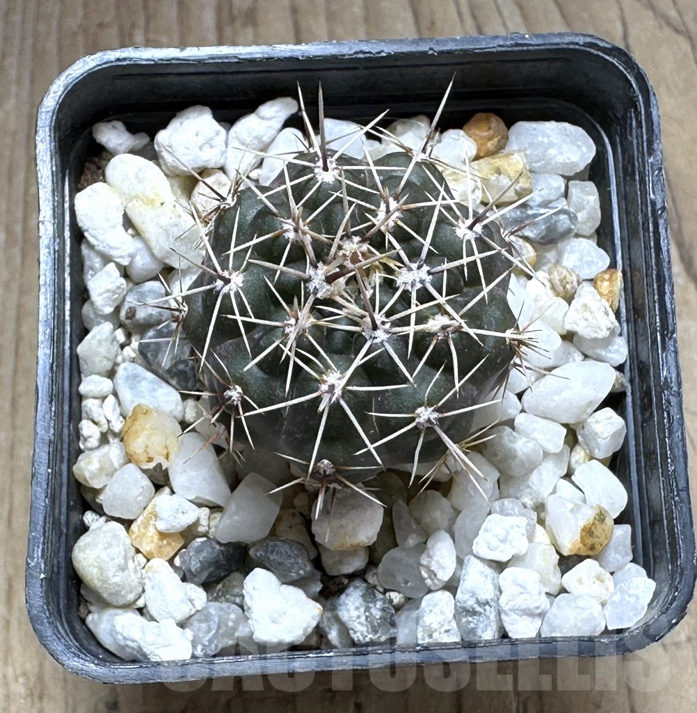 SHPR29258 Gymnocalycium gibbosum v. ventanicola P94 - 画像 (2)