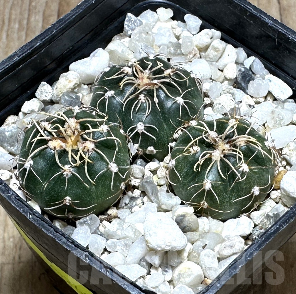 SHPR29260 Gymnocalycium uruguayense v. roseiflorum VG 458, 3 plants