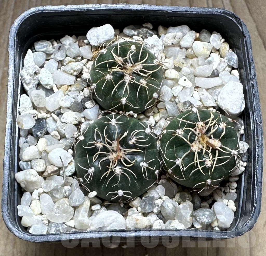 SHPR29260 Gymnocalycium uruguayense v. roseiflorum VG 458, 3 plants - 画像 (2)
