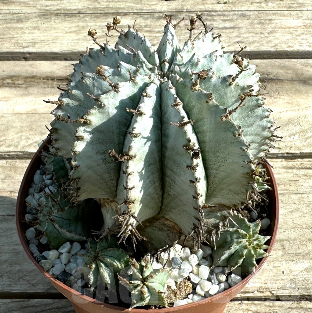 SHPR29261 Euphorbia horrida 'Alba'