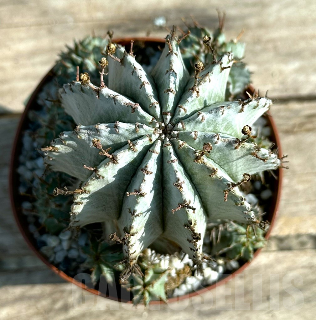 SHPR29261 Euphorbia horrida 'Alba' – Bild 2